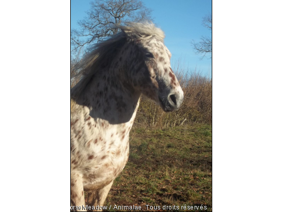 Le plus Beau ♥ - Photo de Chevaux