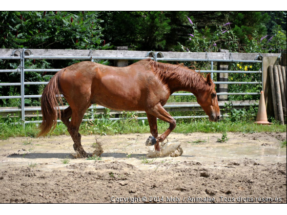 Québir des Vorgets, 7 ans, travail en liberté. - Photo de Chevaux