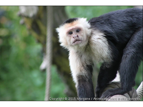 Capucin  - Photo de Animaux sauvages