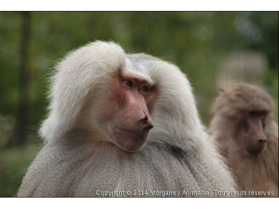 Singe baboin - Photo de Animaux sauvages