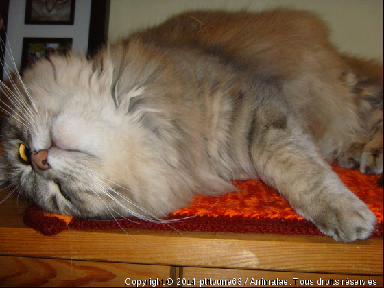 MA GRIBOUILLE - Photo de Chats