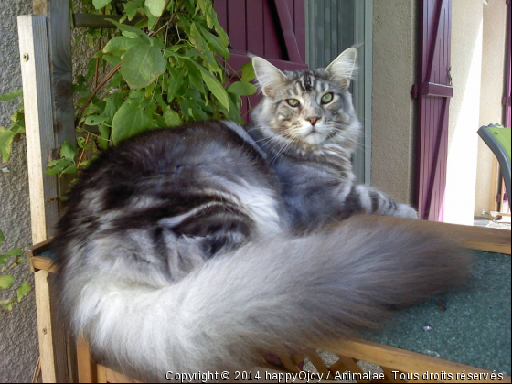 Foenix...La Beauté, La Prestance Et La Douceur à L&#039;état pur....!!! - Photo de Chats