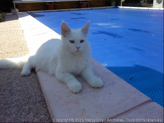 Gabbana Dolce...Tel Un Ours Polaire Sur Sa Banquise...!!! - Photo de Chats