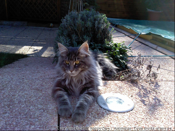 Galoway Balzac...Prend La Pose Majestueusement!!! - Photo de Chats