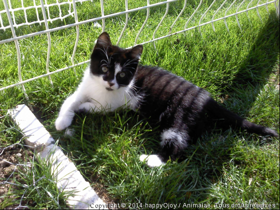 Georgy - Lou Un P&#039;tit Européen Super Filou!!! - Photo de Chats