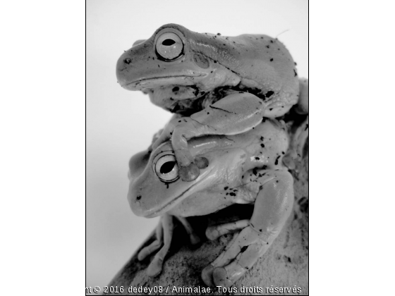 mes grenouilles de choc - Photo de Reptiles