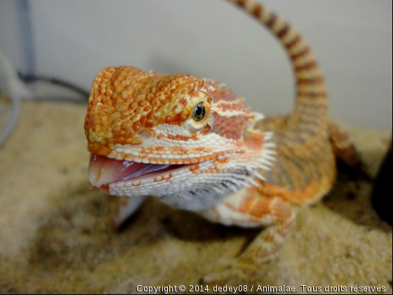 ma pogona LOUNA - Photo de Reptiles