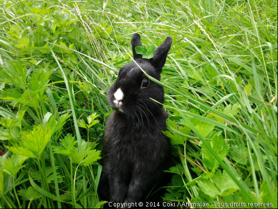 Coki - Photo de Rongeurs