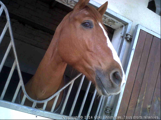 Tartine - Photo de Chevaux