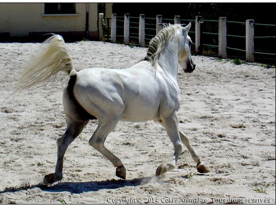 Ricki - Photo de Chevaux