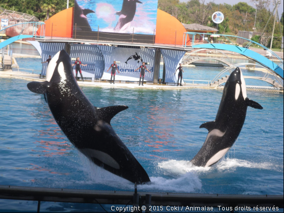 Les orques de Marineland - Photo de Faune marine