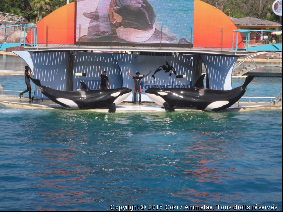 Les orques de Marineland - Photo de Faune marine