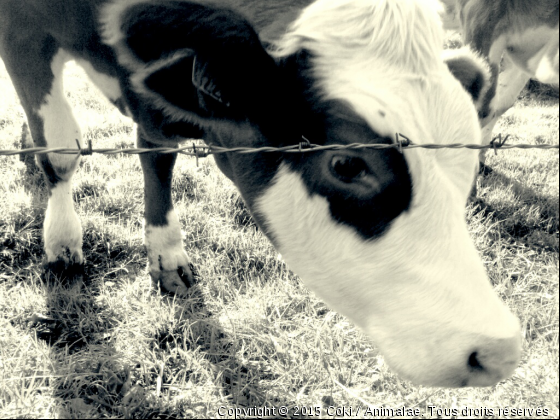 Vachette - Photo de Animaux Ferme