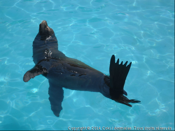 Otarie de Marineland - Photo de Faune marine