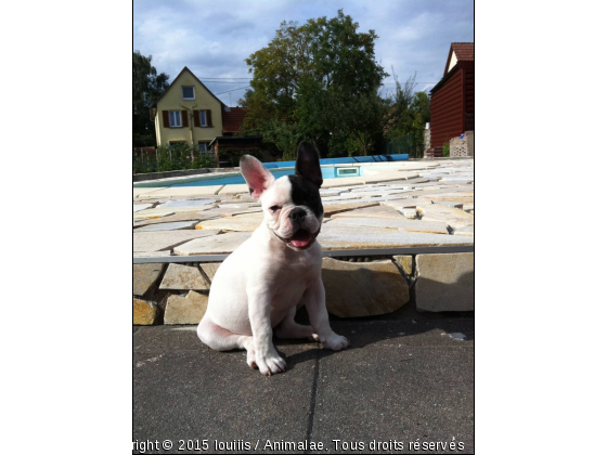 mon loulou - Photo de Chiens