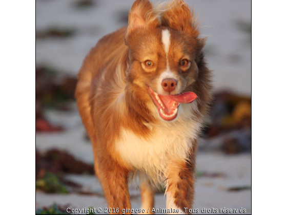 GINGO  - Photo de Chiens