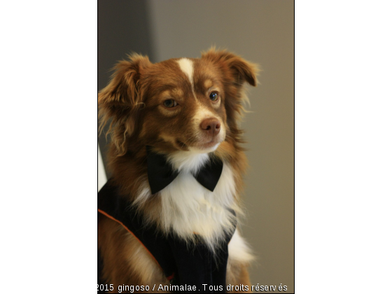 en tenue de soirée - Photo de Chiens