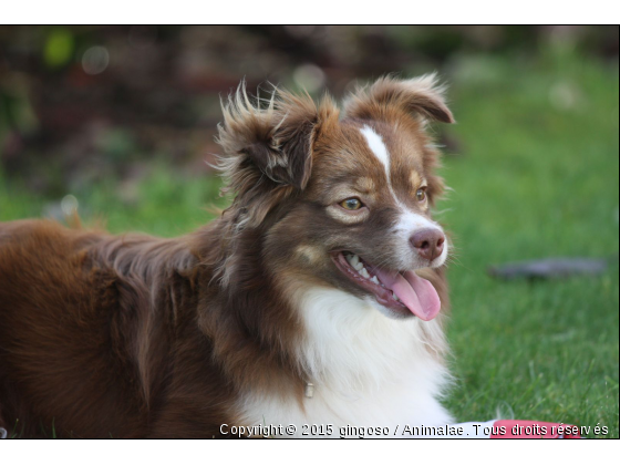 gingo - Photo de Chiens