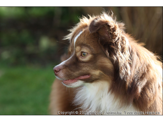 gingo - Photo de Chiens