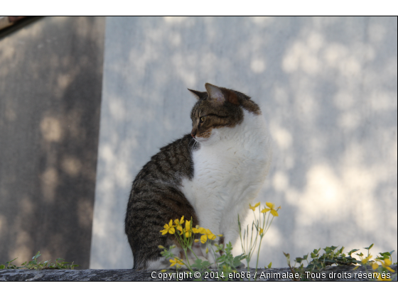 Dexter - Photo de Chats