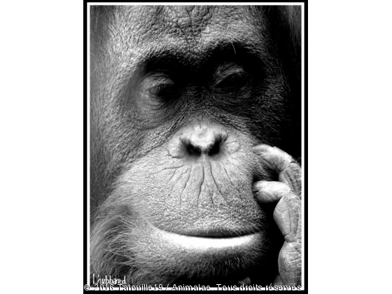 L&#039;orang outan - Photo de Animaux sauvages