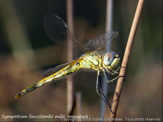 Sympetrum fonscolombii mâle immature - Photo de Microcosme