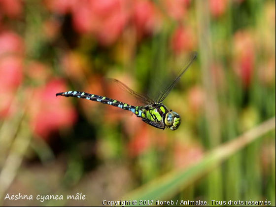 Aeshna cyanea mâle - Photo de Microcosme