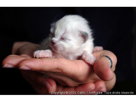  Chaton Sacre de birmanie - Photo de Chats