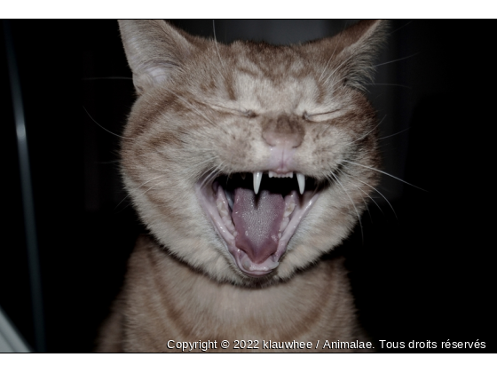 Bidouille - Photo de Chats