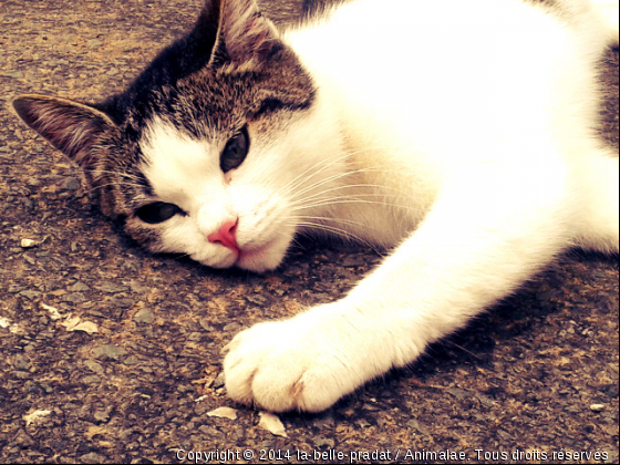 un max de vu et de com pour ma Choupie ! ;) - Photo de Chats