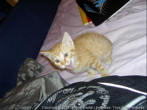 la plus belle grimace du monde! - Photo de Chats