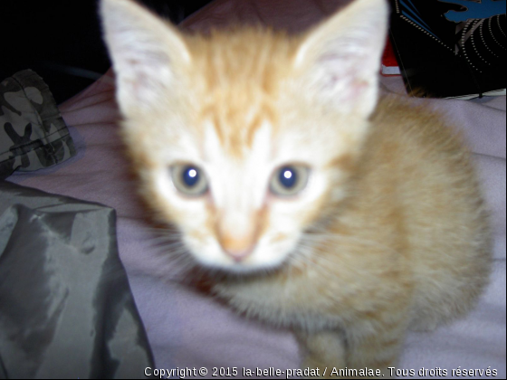 chouquette la magnifique - Photo de Chats