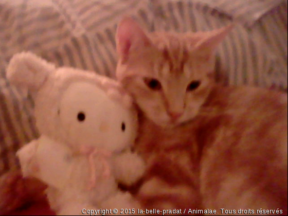 kichou et hello kitty! - Photo de Chats