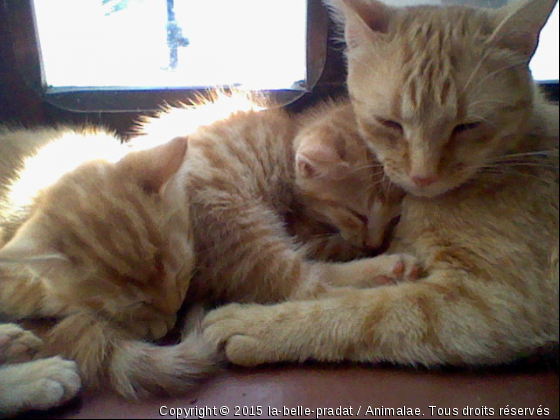 la ptite famille chouqette elle et c&#039;est bébé! ^-^ - Photo de Chats