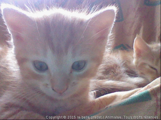 kichouu mignon - Photo de Chats