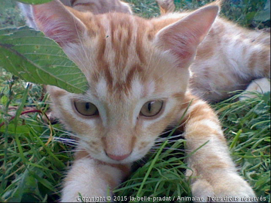 minou - Photo de Chats