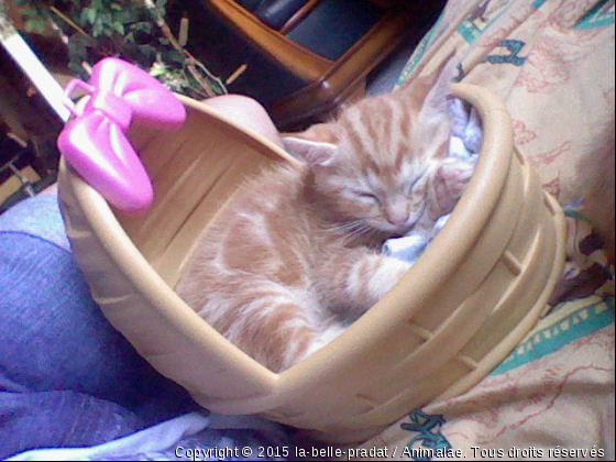 l&#039;aristo chat dans son ptit panier =) - Photo de Chats