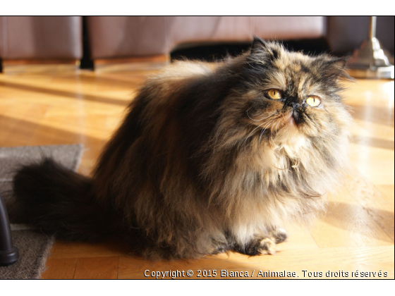 Bianca - Photo de Chats