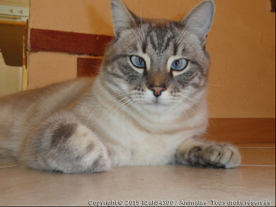 Roxy  - Photo de Chats