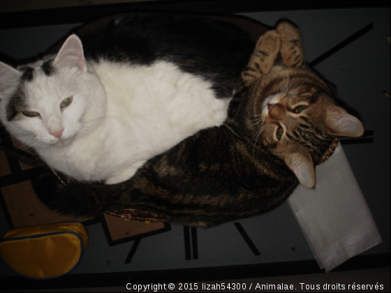 Léo et Voyou  - Photo de Chats