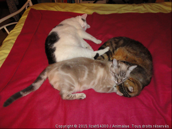 Léo, Roxy et Voyou - Photo de Chats