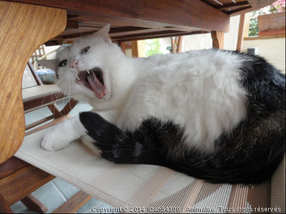 Léo - Photo de Chats