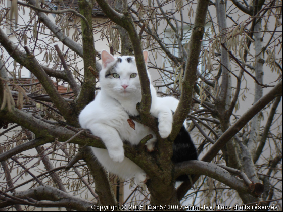 Léo - Photo de Chats