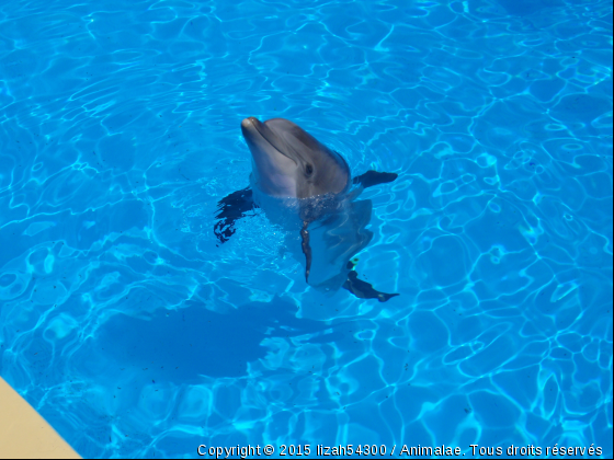 Eté 2010 - Photo de Faune marine