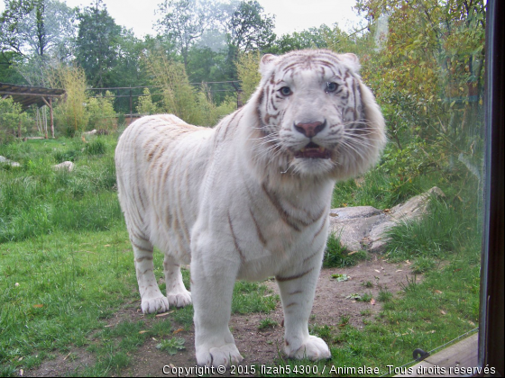 Tigre blanc - Photo de Animaux sauvages