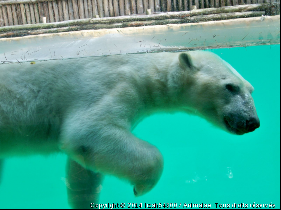 Ours polaire  - Photo de Animaux sauvages