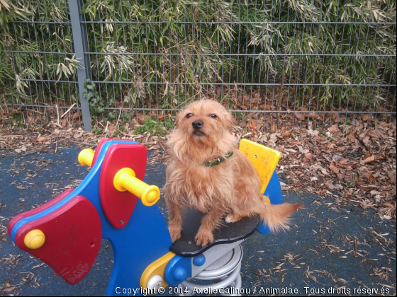 Ma Shérie fait des jeux au PARC  !!! Trop choute !!! - Photo de Chiens