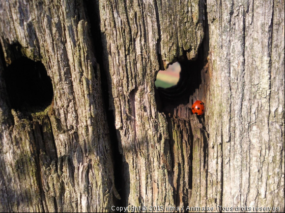 une point  rouge - Photo de Animaux sauvages