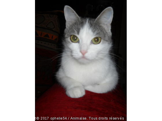 chanel - Photo de Chats