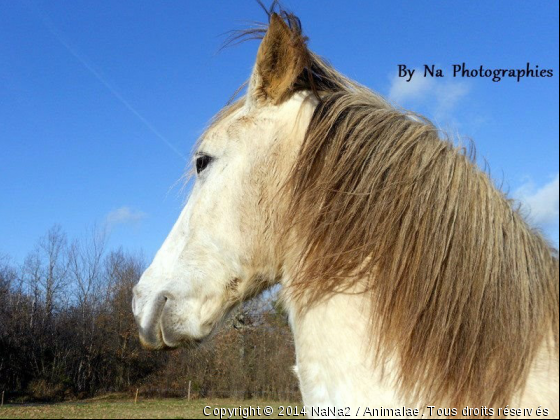 Mojito cheval espagnol - Photo de Chevaux